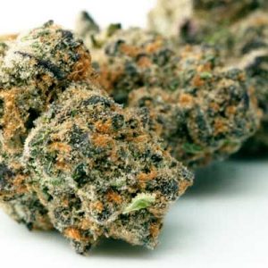 Blue Cookies Cannabis Strain