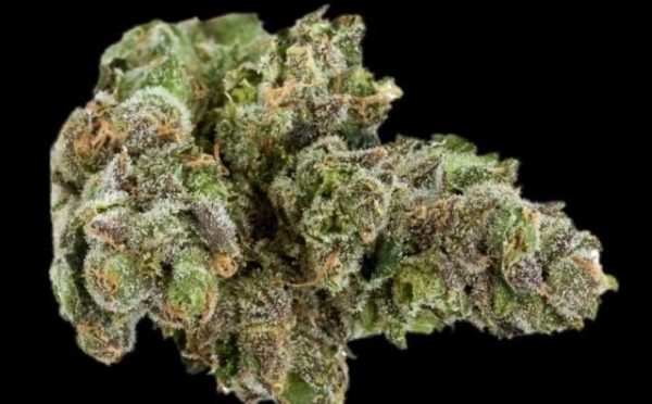 G6 Medical Marijuana Strain